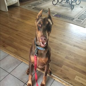 Meet your Posher, Cory